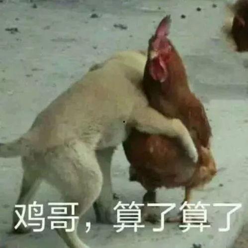 福清鸡哥爆料事件视频最新,真相揭露与网络舆论风暴